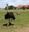 Vogelstrauß quartett trio alle Hennen legen Eier