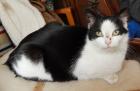 Vermisst unsere schwarz-weiße Katze