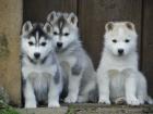 Reinrassige Siberian Husky Welpen mit VDH / DCNH Papieren
