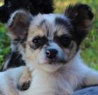 Chihuahuawelpe Blue merle-white Langhaar