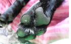 Hundesitting Gassi gehen und Betreuung
