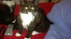Maine coon kitten