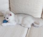 BKH Kater mit Stammbaum