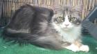 Maine Coon Weibchen sucht neues Zuhause