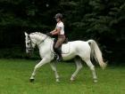 Bewegungsstarker LIPIZZANERWALLACH - sicher und charakterfest