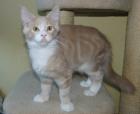 Für unsere süßen Maine Coon Babys suchen wir noch liebe Dosenöffner