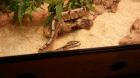 Königsphyton Spider Morphe mit oder ohne Terrarium zu verkaufen