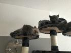 BKH Kitten