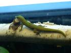Goldstaub-Taggeckos Phelsuma laticauda in liebevolle Hände abzugeben