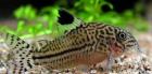 Corydoras Hechtlinge L 134 Salmler Sturisoma festivum