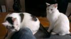 Katzensitter für Grossraum Alzey / Worms Tierbetreuung
