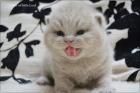 Bkh Babys m. Stammbaum suchen ein liebes zu Hause