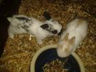Kaninchen-Babys und -Jungtiere abzugeben