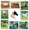 Caballos De Espa a