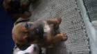 Bully Mix Welpen