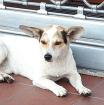 Bria sucht ein Zuhause