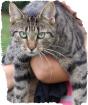 Kater vermisst