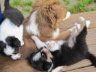 Weihnachten Australian Shepherd Welpe mit ASCA Papieren