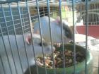 5 mittelgroße Ratten mit kleinen Käfig nur zum Transport geeignet