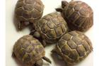 Verkaufe griechische Landschildkröten NZ 2022