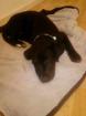 LABRADOR-BORDERCOLLIEWELPE ABZUGEBEN