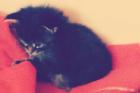 3Maine Coon Kitten geb. 12. 12. 2022 geimpft und entwurmt dürfen ab 5. 3 in ein neu