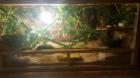 Terrarium mit Kornnattern