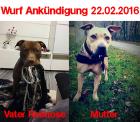 Pitbull Welpen Wurf Ankündigung 22. 02. 1016