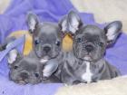 Französische Bulldogge Welpen mit Papieren aus deutscher Hobbyzucht