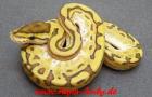 Verkaufe Boas Pythons und Nattern verschiedene Varianten