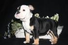 OEB Old English Bulldog Welpen Familienaufzucht US Papiere