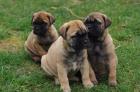 Wunderschöne Bullmastiff Welpen