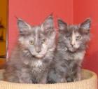 Aus einmaliger Verpaarung mit seltenem Stammbaum haben wir tolle Maine Coon Baby