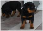 Rottweiler-Welpe Hündin 11 Wochen alt mit ADRK-Papieren