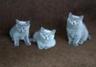 Wunderschöne reinrassige British Kurzhaar Kitten mit Stammbaum