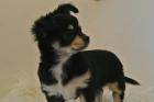 Chihuahua Welpe kurzhaar zu verkaufen