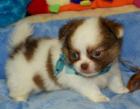 Chihuahua-Welpen