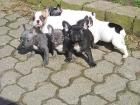 Französische Bulldogge blue 12 Wochen alt