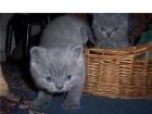 3 reinrassige wunderhübsche blaue BKH-Kätzchen Mädchen aus 4er Wurf sind noch