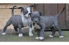 TOP Pitbull Welpen - Rüde Altenburg