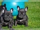 FRANZÖSISCHE BULLDOGGEN WELPEN GECHIPT ENTWURMT GEIMPFT