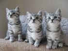 Britisch Kurzhaar BKH Silver-Tabby und blau
