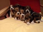 Beagle Welpen reinrassig tricolor in liebevolle