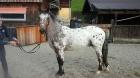 Wunderschöner Appaloosa Wallach mit Paß geimpft