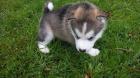 Reinrassige wunderschöne Siberian-Husky-Welpen aus FCI / VDH