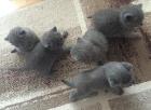 BKH-Babys suchen ein Neues Zuhause