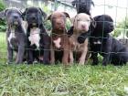American Xxl Bully Welpen Blueline
