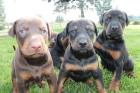 Reinrassige Dobermannwelpen Rüden/ Hündinnen