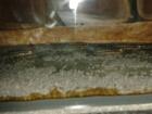 Schachbrett-Schlankcichlide/Julidochromis marlieri