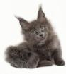 Maine Coon Kitten Blaubären der Extra Klasse